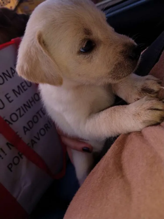 Cachorro ra a Indefinida idade Abaixo de 2 meses nome Sem nome 