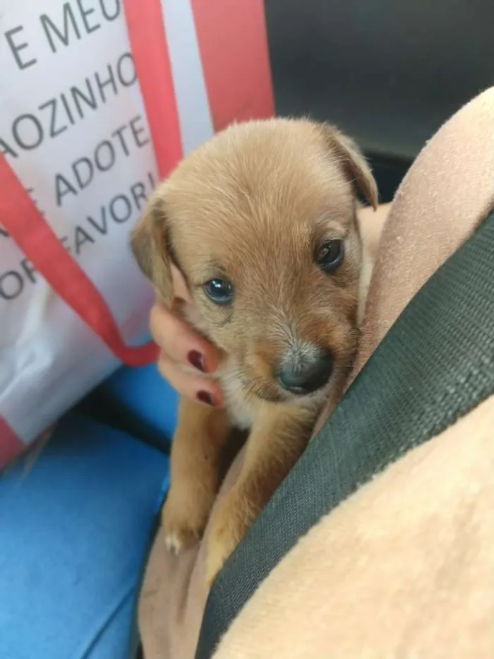 Cachorro ra a Indefinida idade Abaixo de 2 meses nome Sem nome 