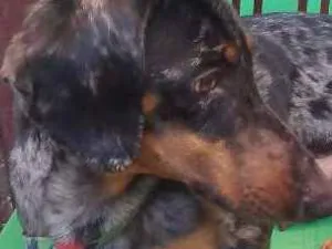 Cachorro raça Basset alerquim idade 1 ano nome Bono
