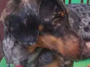 Cachorro ra a Basset alerquim idade 1 ano nome Bono