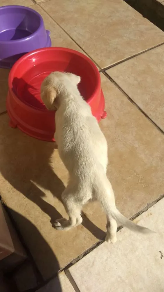 Cachorro ra a vira lata idade Abaixo de 2 meses nome (não sabemos)