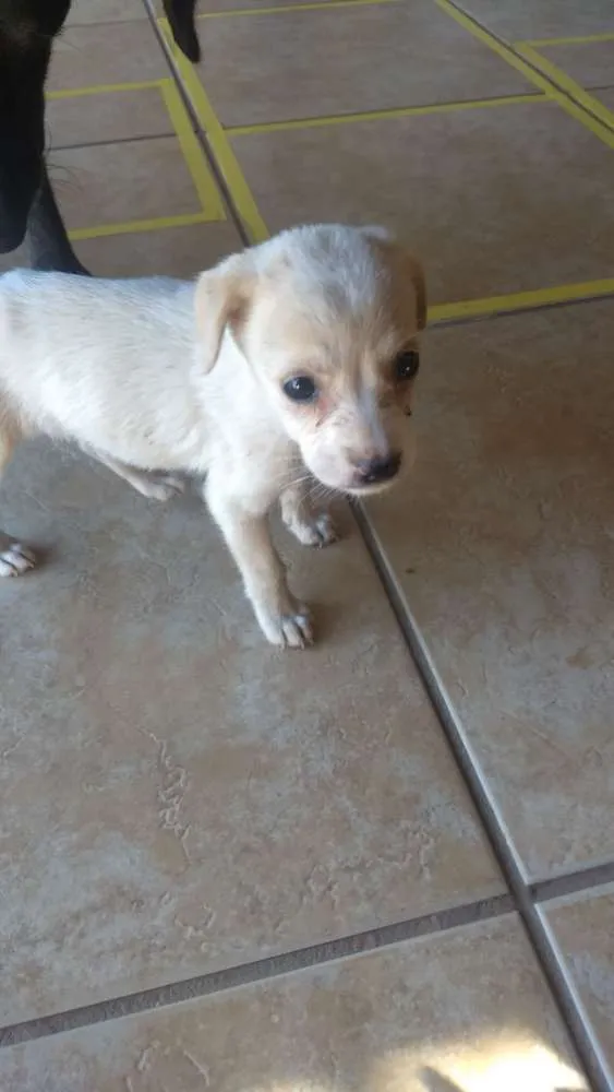 Cachorro ra a vira lata idade Abaixo de 2 meses nome (não sabemos)