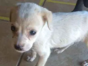Cachorro raça vira lata idade Abaixo de 2 meses nome (não sabemos)