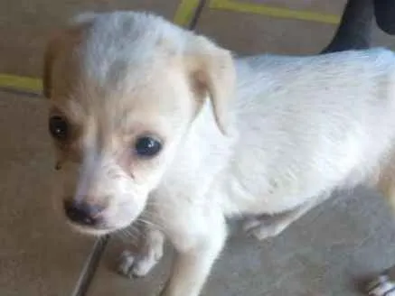 Cachorro ra a vira lata idade Abaixo de 2 meses nome (não sabemos)