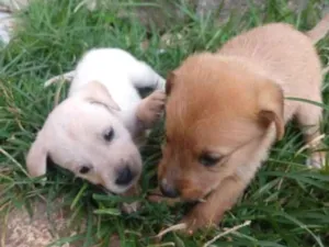 Cachorro raça Indefinida idade Abaixo de 2 meses nome Sem nome 
