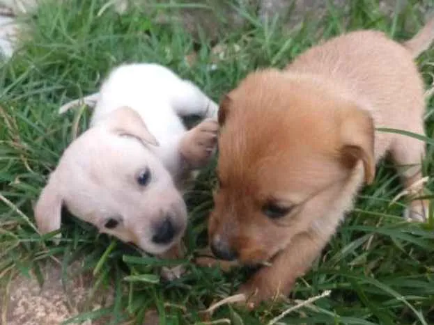 Cachorro ra a Indefinida idade Abaixo de 2 meses nome Sem nome 