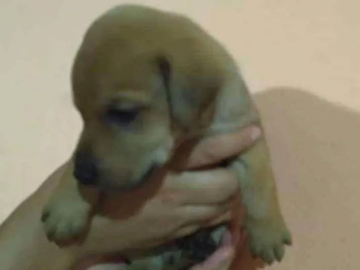 Cachorro ra a Labrador/Vira-lata idade Abaixo de 2 meses nome JUDY