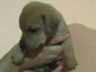 Cachorro raça Labrador/Vira-lata idade Abaixo de 2 meses nome JUDY