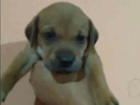 Cachorro ra a Labrador/Vira-lata idade  nome TOTÓ