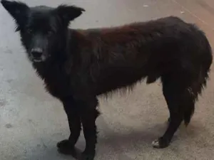 Cachorro raça Não sei.  idade  nome Não sei. 