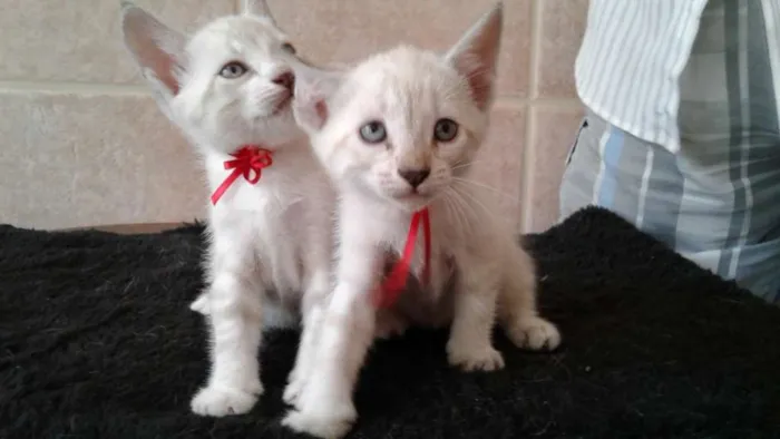 Gato raça indefinida idade Abaixo de 2 meses nome sem nomes