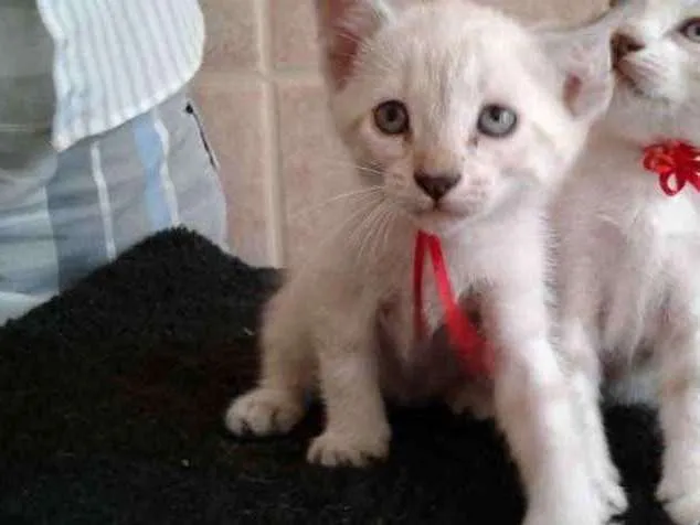 Gato raça indefinida idade Abaixo de 2 meses nome sem nomes