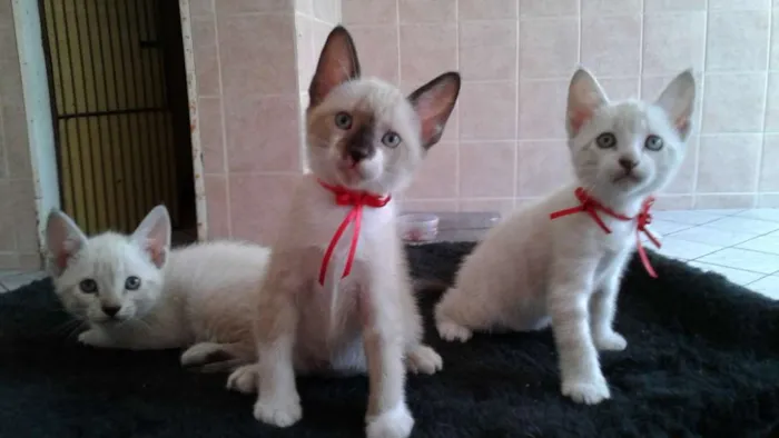 Gato raça indefinida idade Abaixo de 2 meses nome sem nomes