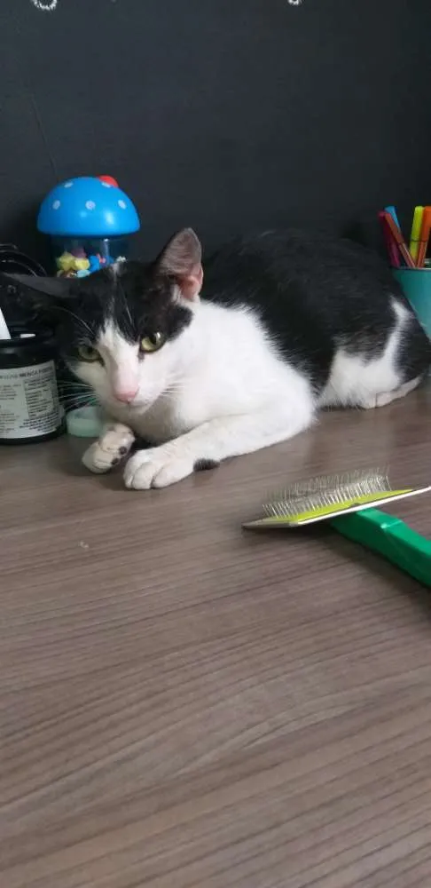 Gato ra a N/D idade 1 ano nome Neko