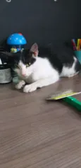 Neko