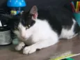 Neko