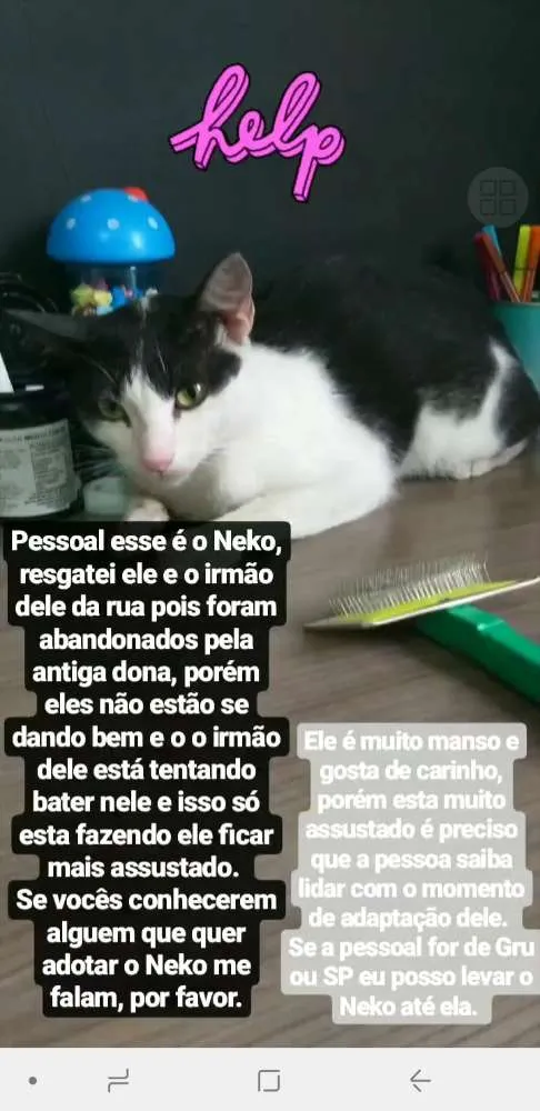 Gato ra a N/D idade 1 ano nome Neko