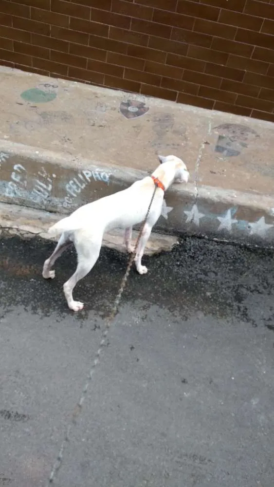 Cachorro raça Vira lata idade 7 a 11 meses nome Bibi