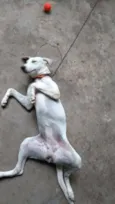 Bibi
