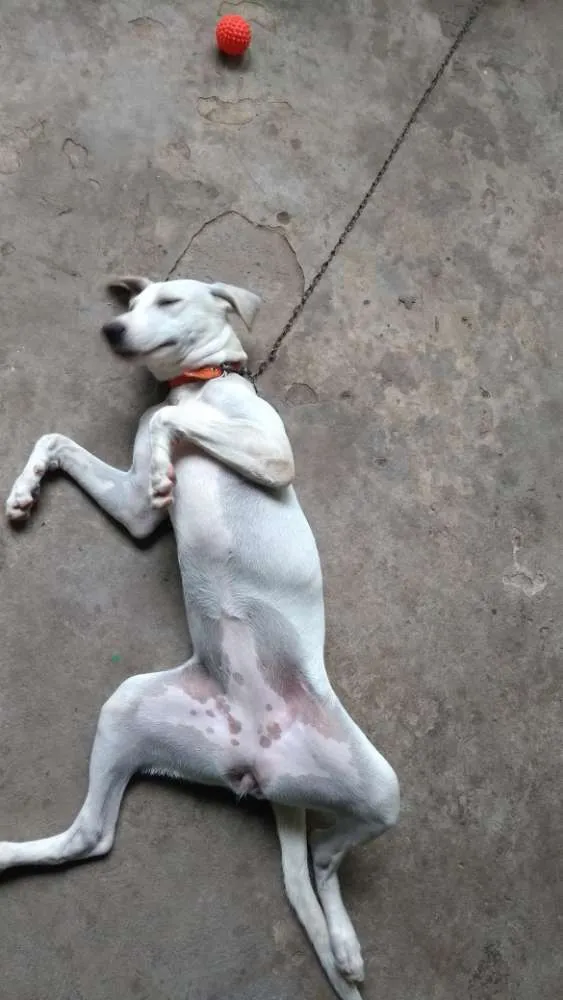 Cachorro raça Vira lata idade 7 a 11 meses nome Bibi