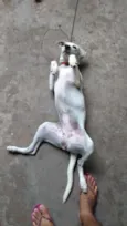 Bibi