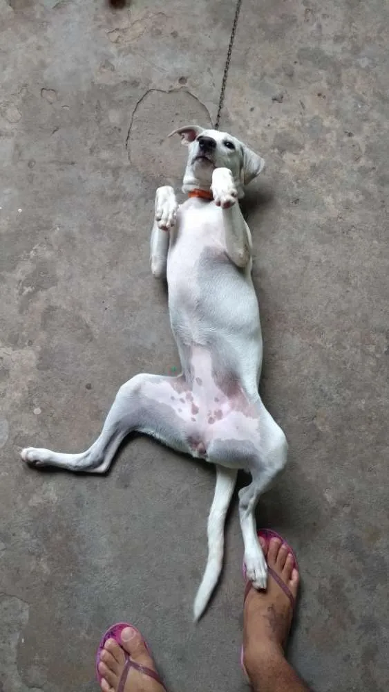 Cachorro raça Vira lata idade 7 a 11 meses nome Bibi