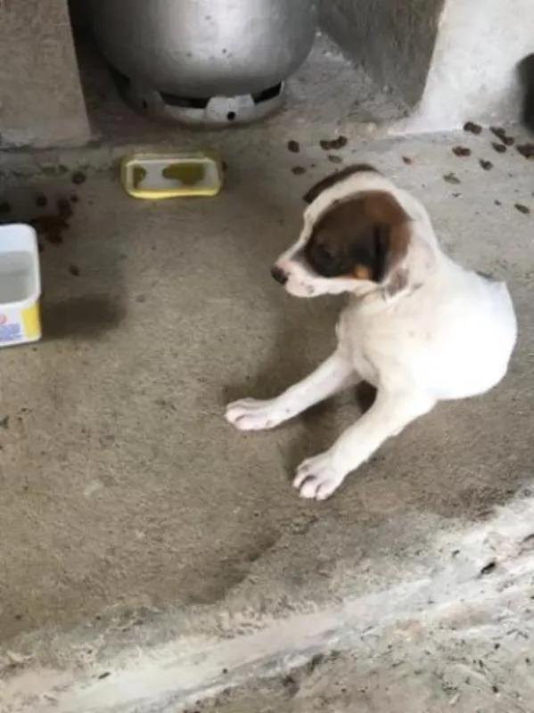 Cachorro raça Vira Lata idade 2 a 6 meses nome Manchinha