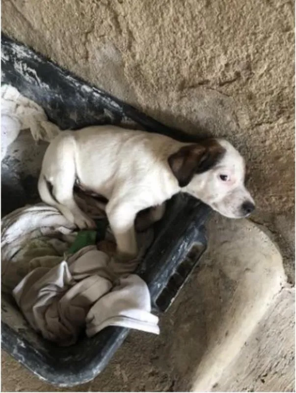 Cachorro raça Vira Lata idade 2 a 6 meses nome Manchinha