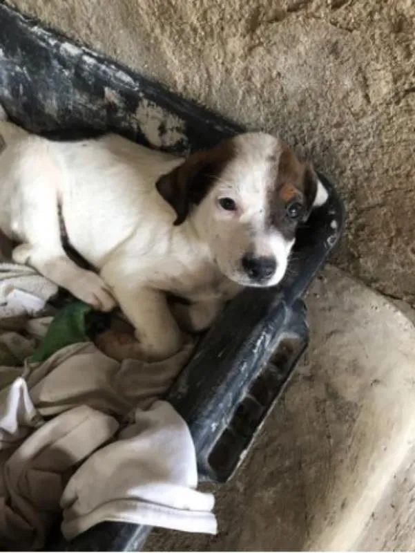 Cachorro raça Vira Lata idade 2 a 6 meses nome Manchinha