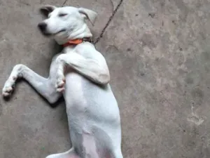Cachorro raça Vira lata idade 7 a 11 meses nome Bibi