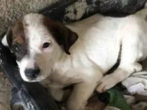 Cachorro raça Vira Lata idade 2 a 6 meses nome Manchinha