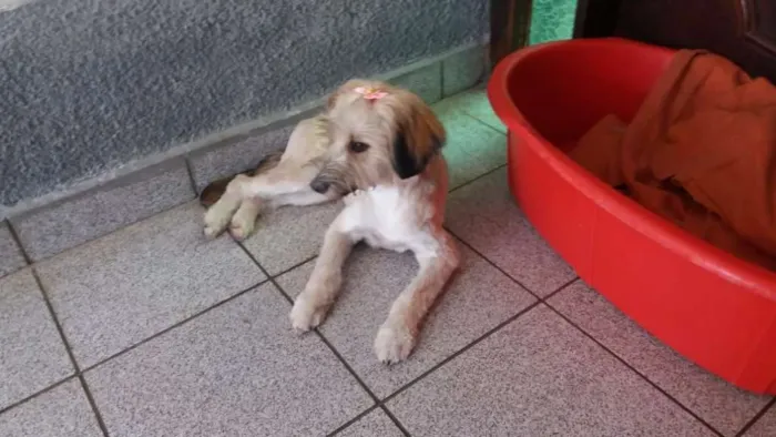 Cachorro ra a SRD idade 7 a 11 meses nome Willow