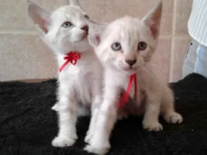 Gato raça indefinida idade Abaixo de 2 meses nome sem nomes