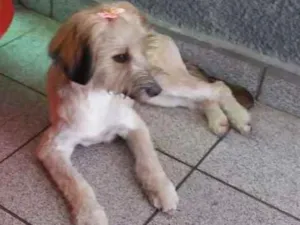 Cachorro raça SRD idade 7 a 11 meses nome Willow