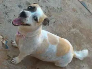 Cachorro raça Vira-lata idade 5 anos nome Aurora