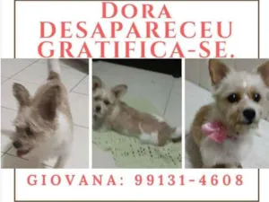 Cachorro raça SRD idade 6 ou mais anos nome Dora