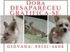 Cachorro raça SRD idade 6 ou mais anos nome Dora