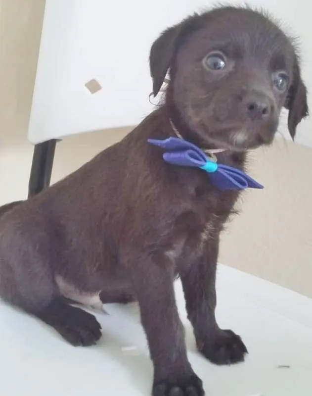 Cachorro ra a SRD idade 2 a 6 meses nome NEGRINHO