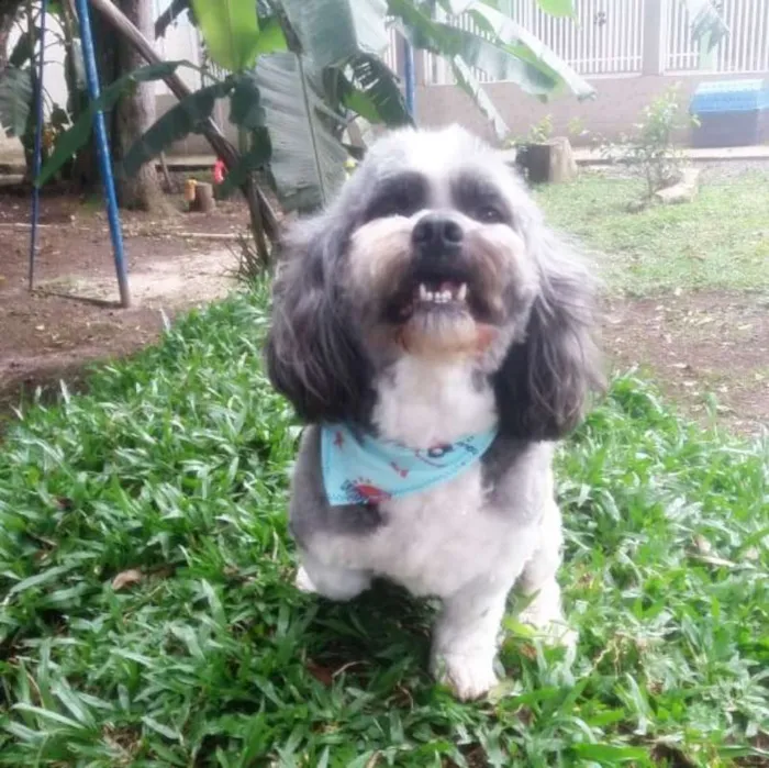 Cachorro raça lhasa idade 6 ou mais anos nome Mike