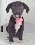 PÉROLA NEGRA