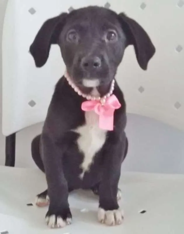 Cachorro ra a SRD idade 2 a 6 meses nome PÉROLA NEGRA