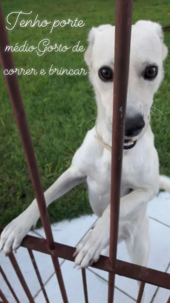 Cachorro ra a Labrador vira lata idade 2 anos nome MARACA