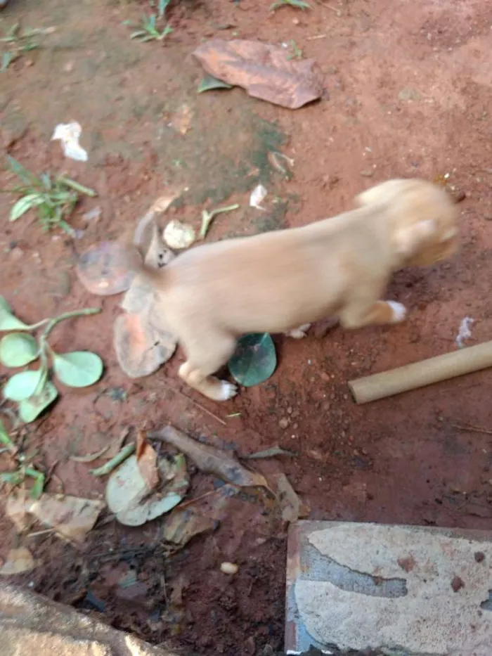 Cachorro ra a Vira lata idade 2 a 6 meses nome Não tem