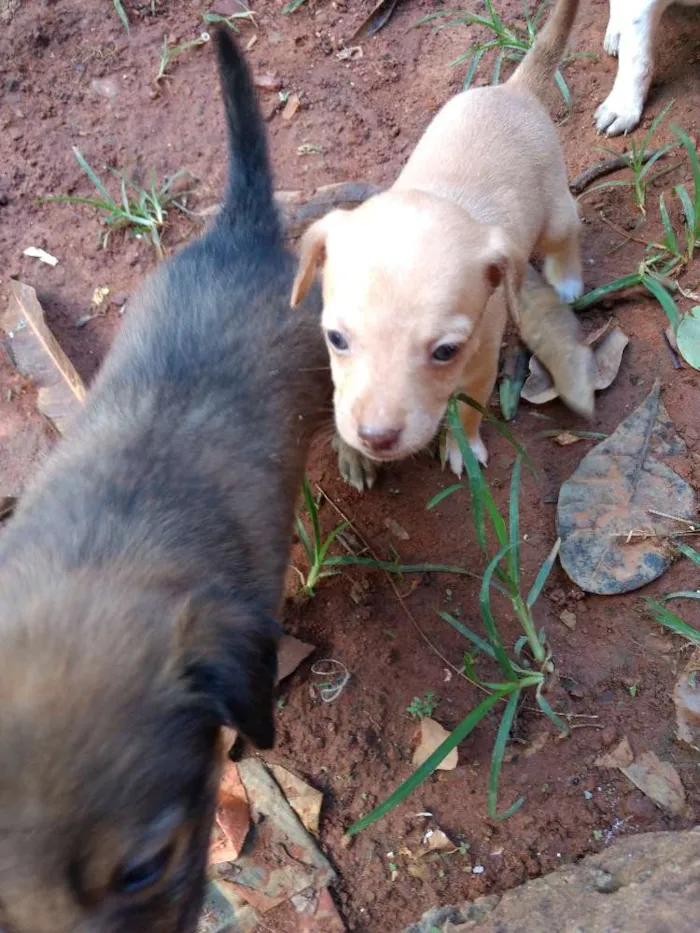 Cachorro ra a Vira lata idade 2 a 6 meses nome Não tem