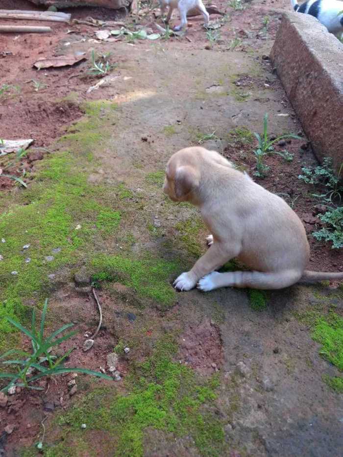 Cachorro ra a Vira lata idade 2 a 6 meses nome Não tem