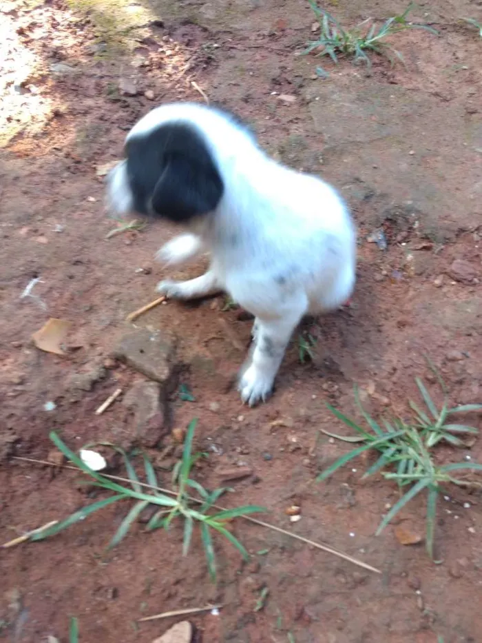 Cachorro ra a Vira lata idade 2 a 6 meses nome Não tem