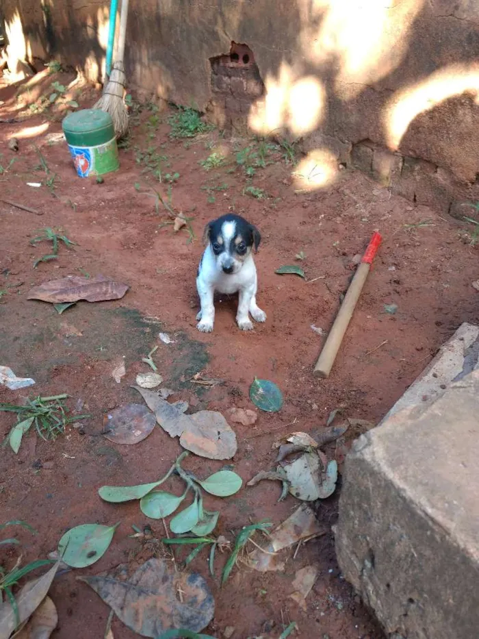 Cachorro ra a Vira lata idade 2 a 6 meses nome Não tem