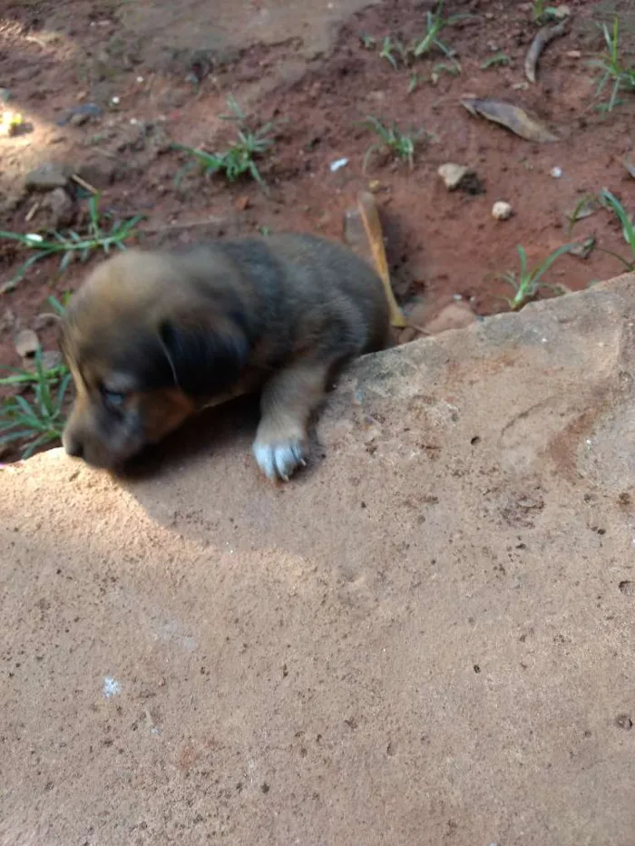 Cachorro ra a Vira lata idade 2 a 6 meses nome Não tem