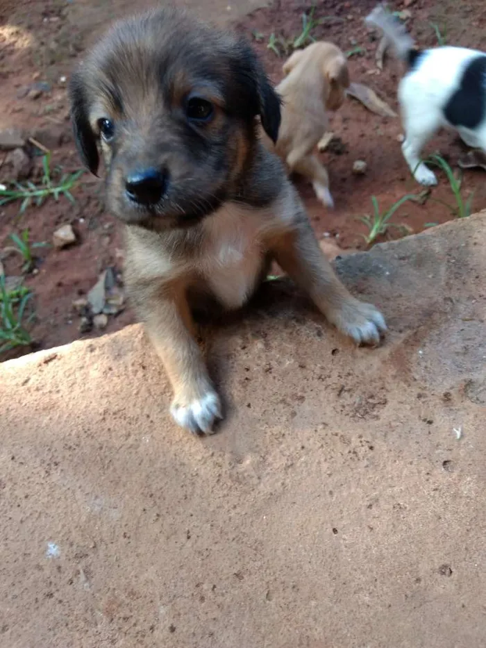 Cachorro ra a Vira lata idade 2 a 6 meses nome Não tem