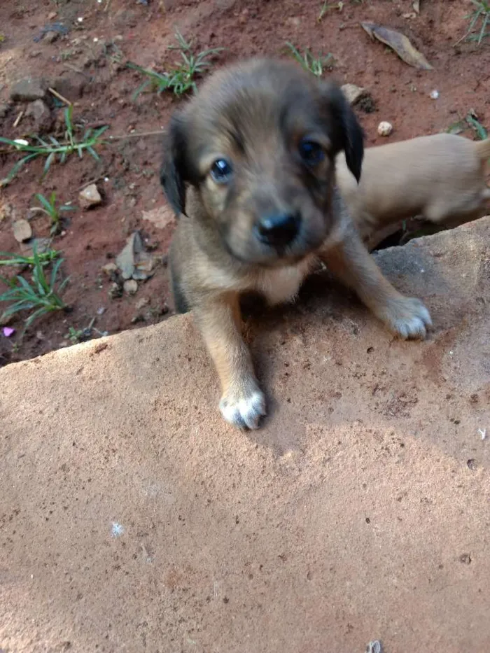 Cachorro ra a Vira lata idade 2 a 6 meses nome Não tem